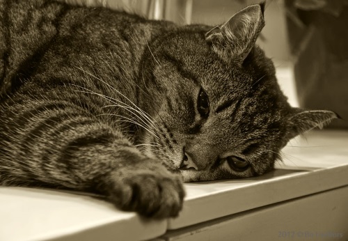Отравление у кошки — симптомы | ВетМед