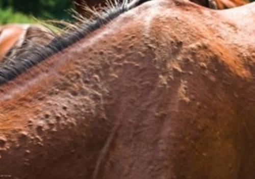 аллергия у лошади