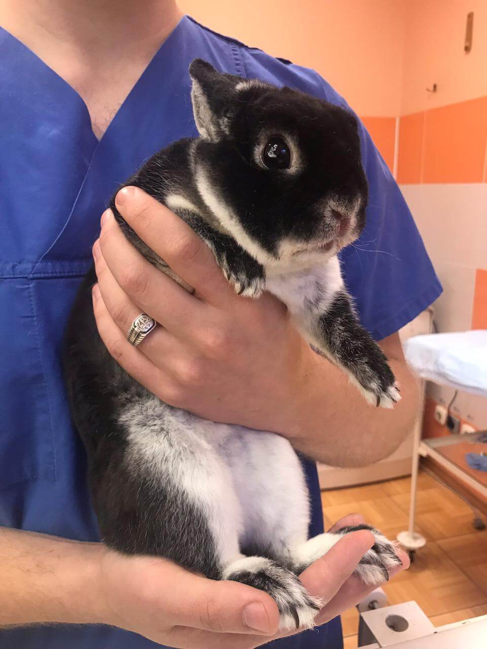 лечение кролика в клинике Ветмед