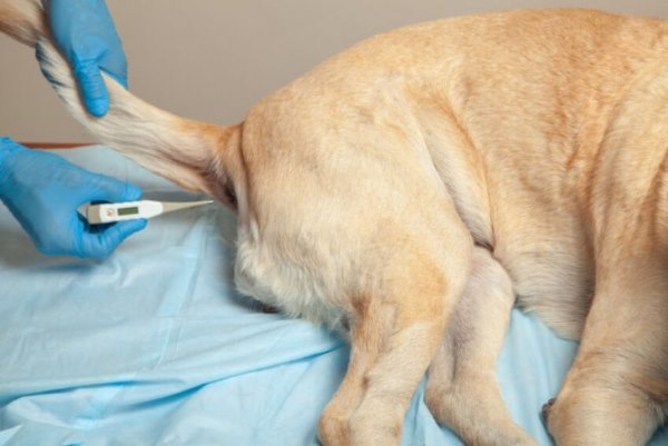 проверка температуры тела у собаки