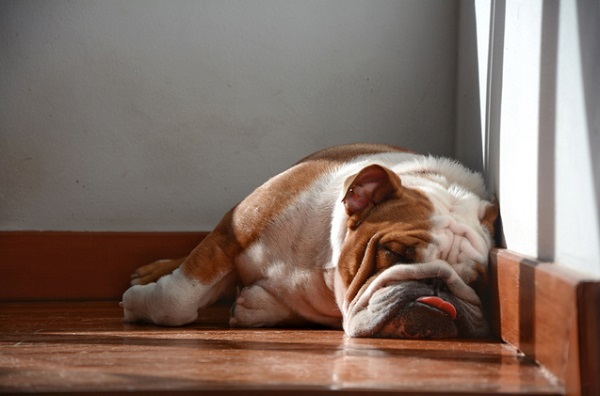Почему по собачьи громко храпит во сне: причины и способы борьбы