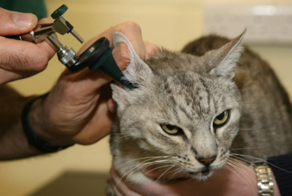 Лечение отита у кошек в Калининграде | Калининградский оластной центр вет.  медицины