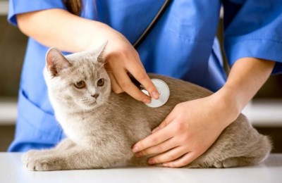 Повышенная температура у кошки: как измерить и помочь