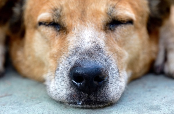 Причины возникновения кровотечения из носа у собак: