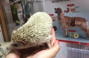 лечение экзотических животных