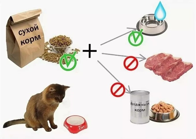 перевод кота на сухой корм